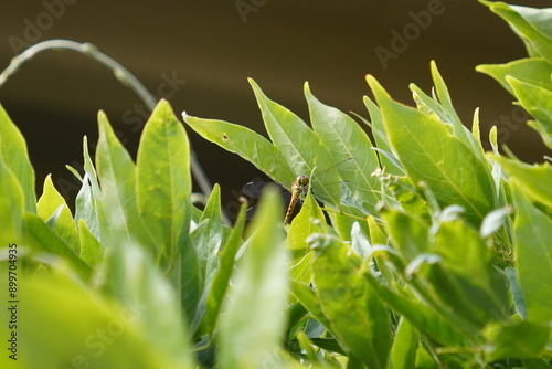 Dragonfly on the tree