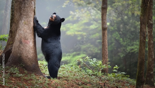 A black bear leaning against a tree in the forest