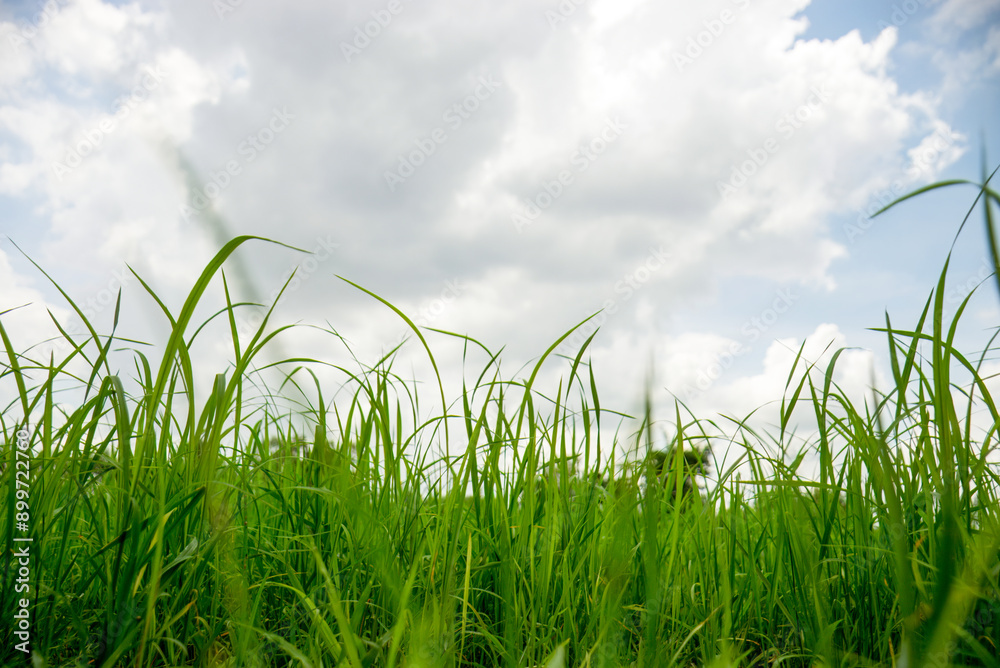 Obraz premium Low angle view of green grass and cloudy sky, peaceful and tranquil nature scene.