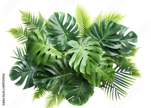 Green tropical plants leaves, nature backdrop isolated on white background