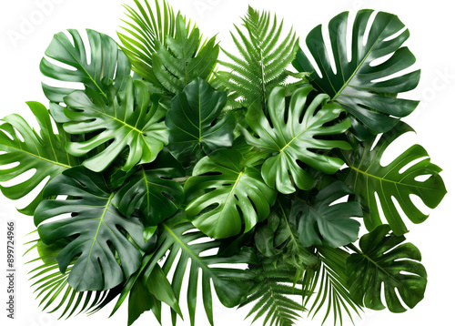 Green tropical plants leaves, nature backdrop isolated on white background