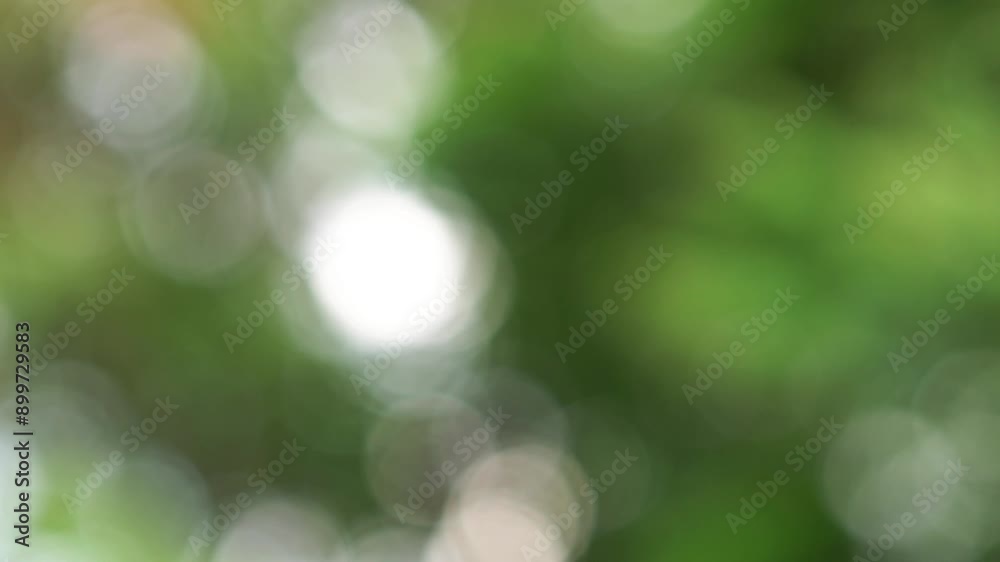 abstract blurred bokeh of green tree down movement abstract blurred bokeh of green tree down movement