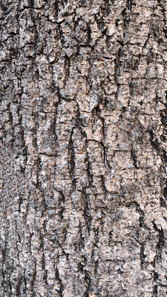 Rough bark pattern for background Rough bark pattern for background