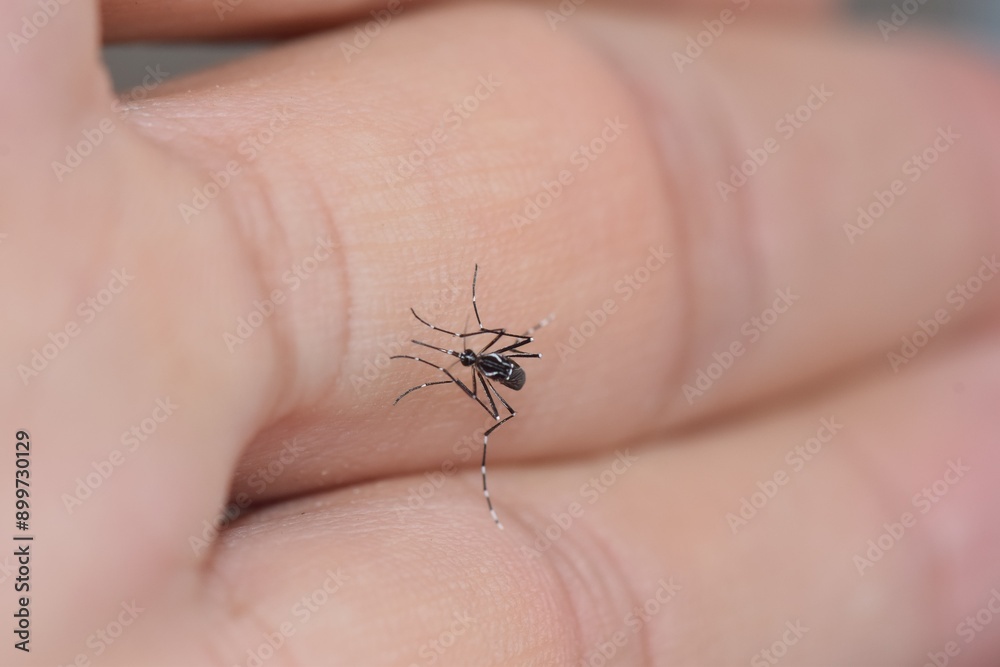 Obraz premium Mosquito on hand