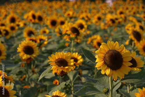 Photography Sunflowers blooming in the park