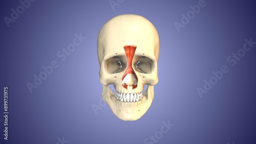 Nasalis muscles of the Skull and Face photo