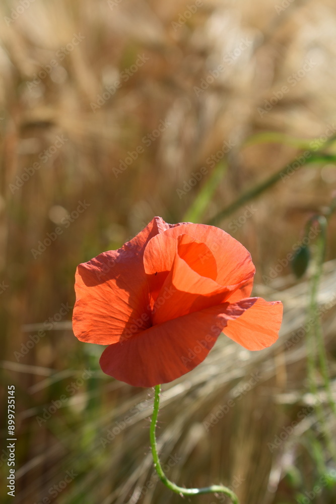 Summer 2024 Poppy fields in Hesse Germany Summer 2024 Poppy fields in Hesse Germany