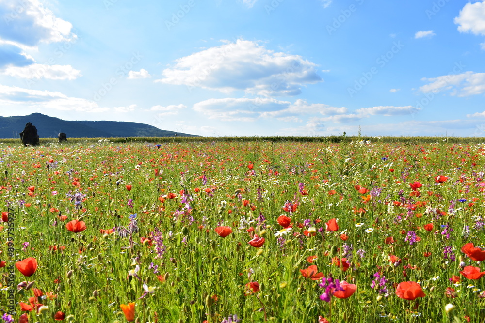 Summer 2024 Poppy fields in Hesse Germany Summer 2024 Poppy fields in Hesse Germany