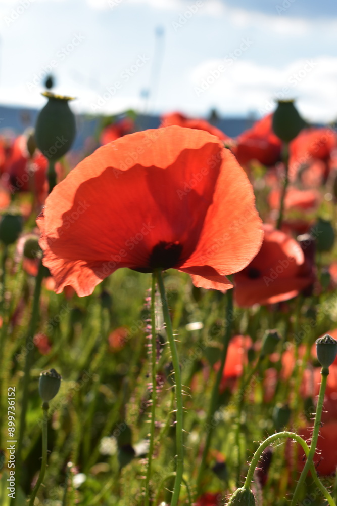 Fototapeta premium Summer 2024 Poppy fields in Hesse Germany