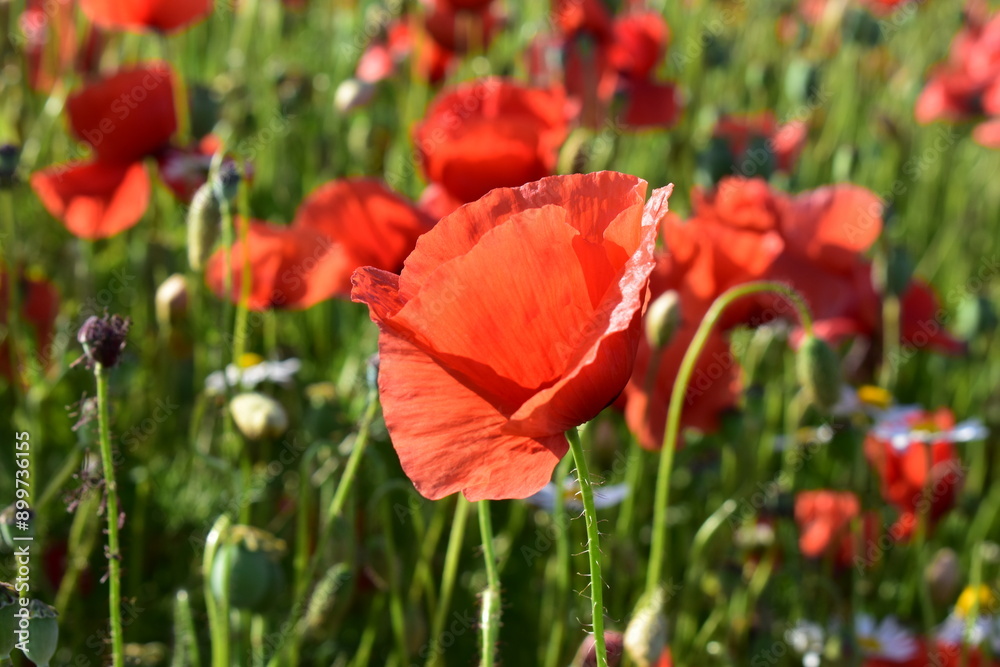 Fototapeta premium Summer 2024 Poppy fields in Hesse Germany