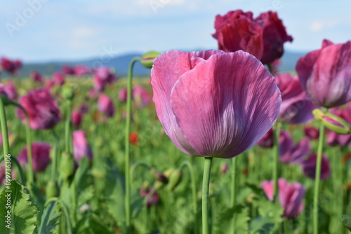 Summer 2024 Poppy fields in Hesse Germany