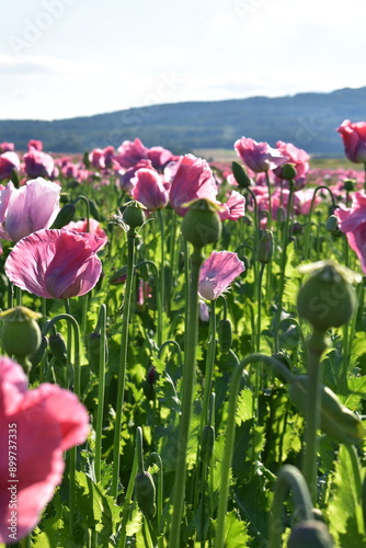Summer 2024 Poppy fields in Hesse Germany