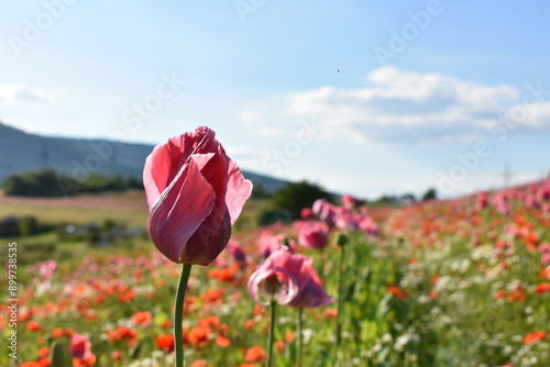 Summer 2024 Poppy fields in Hesse Germany