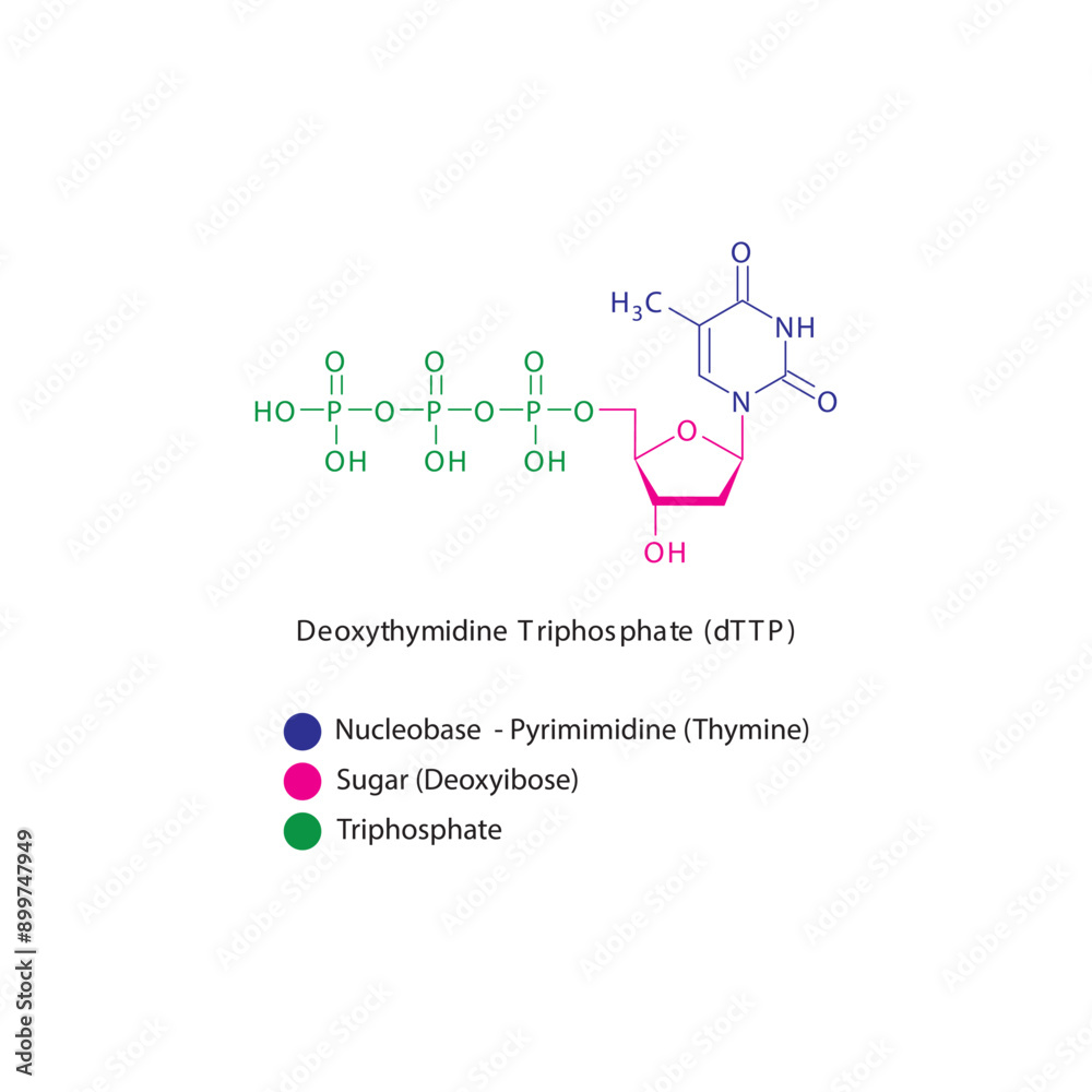 Deoxythymidine Triphosphate (dTTP) skeletal structure schematic illustration, Nucleoside molecule. Deoxythymidine Triphosphate (dTTP) skeletal structure schematic illustration, Nucleoside molecule.
