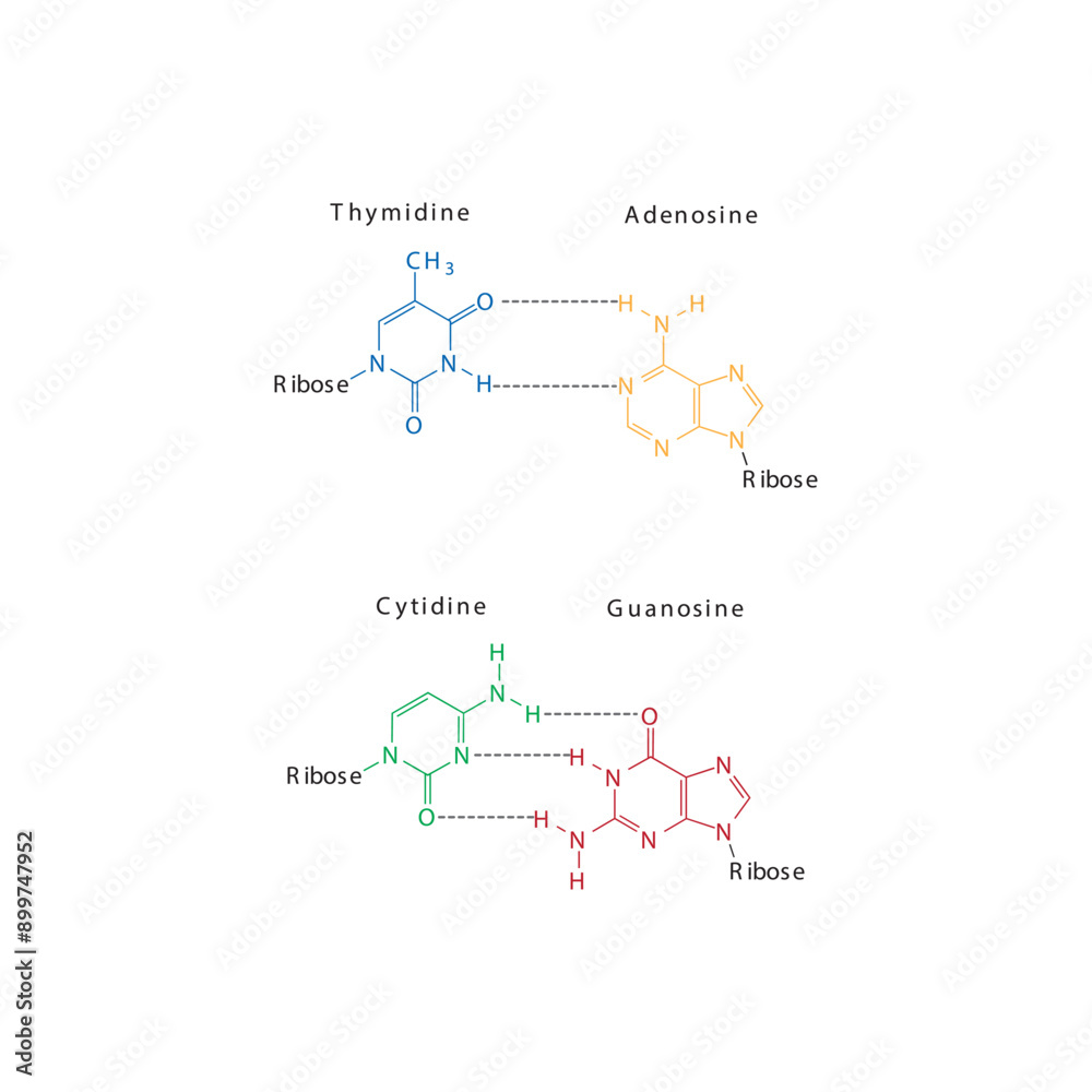 Diagram showing hydrogen bonds between DNA nitrogenous bases - Cytidine, Guanosine, Adenosine, Thymidine. simple schematic illustration. Diagram showing hydrogen bonds between DNA nitrogenous bases - Cytidine, Guanosine, Adenosine, Thymidine. simple schematic illustration.