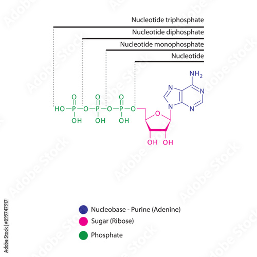 Diagram of nucleotide - Adenosine  mono, di and trip phosphate skeletal structure schematic illustration, Nucleoside molecule.