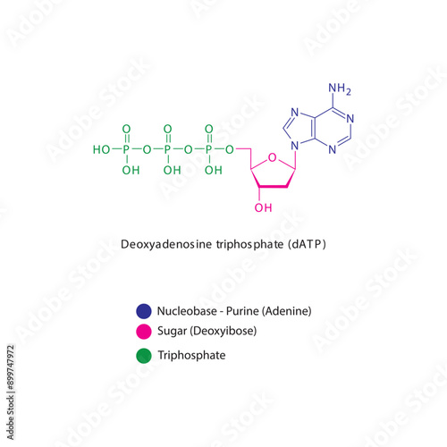 Deoxyadenosine triphosphate (dATP) skeletal structure schematic illustration, Nucleoside molecule.
