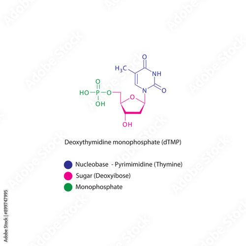 Deoxythymidine monophosphate (dTMP) skeletal structure schematic illustration, Nucleotide molecule. photo