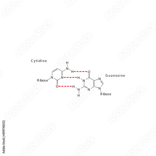 Diagram showing hydrogen bonds between DNA nitrogenous bases - Cytidine and Guanosine, simple schematic illustration.