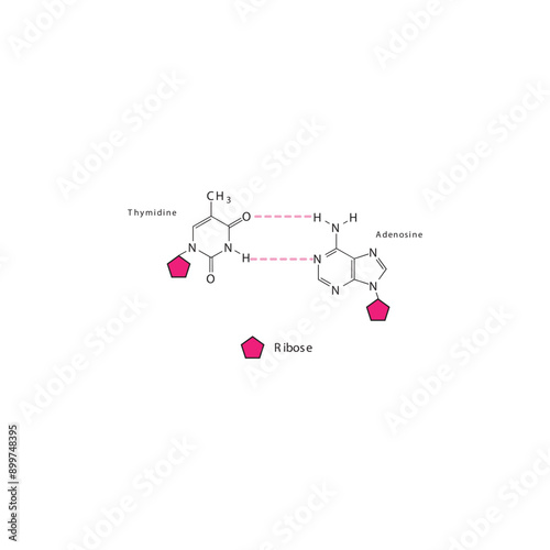 Diagram showing hydrogen bonds between DNA nitrogenous bases - Thymidine and Adenosine, simple schematic illustration.
