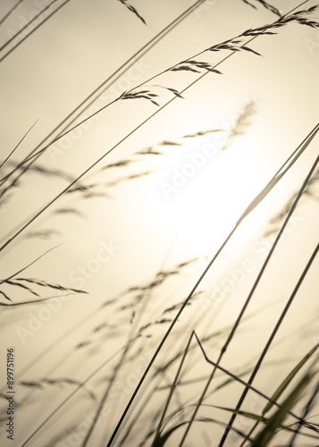 Grass in backlight