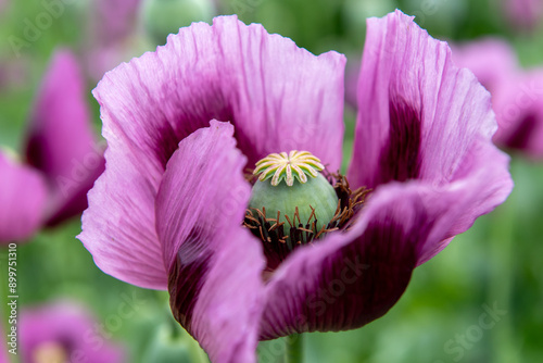 Photography Flowering opium poppy Papaver somniferum on a field in spring.