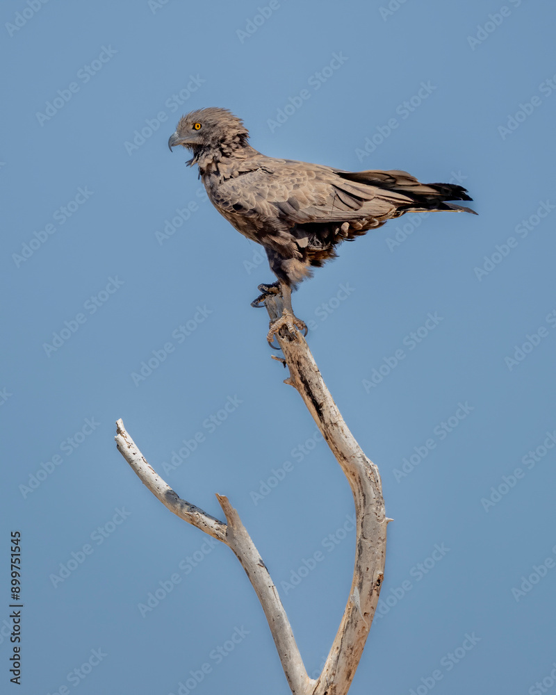 Brown Snake Eagle (Circaetus cinereus), Maasai Mara, Kenya, Africa Brown Snake Eagle (Circaetus cinereus), Maasai Mara, Kenya, Africa