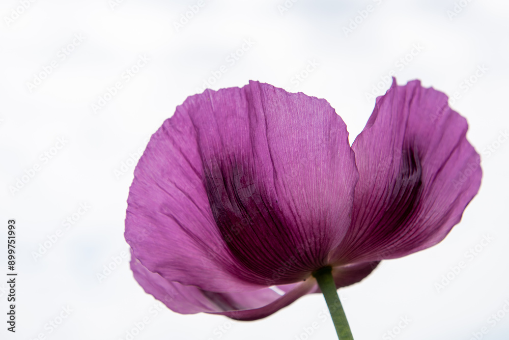 Flowering opium poppy Papaver somniferum on a field in spring. Flowering opium poppy Papaver somniferum on a field in spring.
