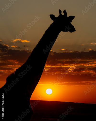 Maasi Giraffe or Kilimanjaro (Giraffa tippelskirchi) Silhouette, sunrise on the Maasai Mara, Kenya, Africa photo