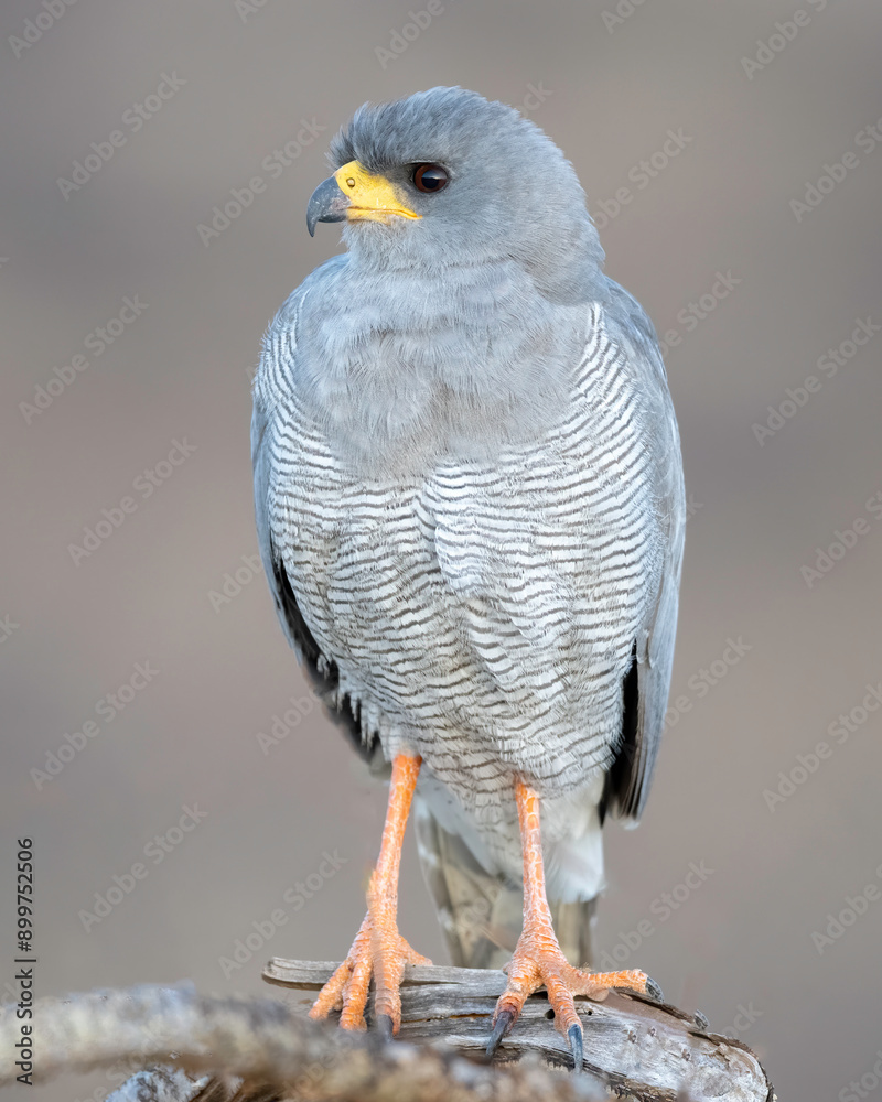 Obraz premium Pale chanting Goshawk (Melierax canorus), Samburu Game Reserve, Kenya, Africa