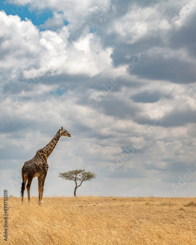 Masai giraffe (Giraffe tippelskirchi) or Kilimanjaro giraffe with tree and clouds, Maasai Mara, Kenya, Africa photo