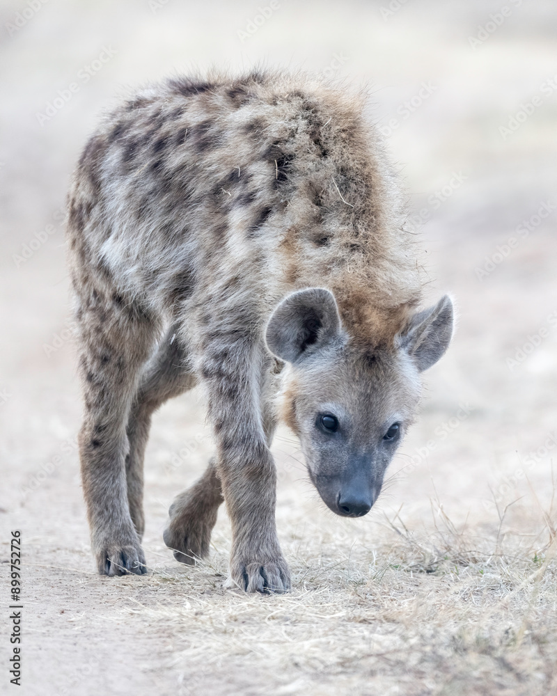 Spotted Hyena (Crocuta crocuta) or Laughing Hyena, Kenya, Africa Spotted Hyena (Crocuta crocuta) or Laughing Hyena, Kenya, Africa