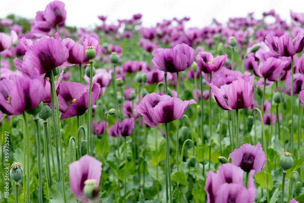 Flowering opium poppy Papaver somniferum on a field in spring. Flowering opium poppy Papaver somniferum on a field in spring.