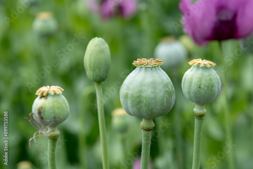 Canvas Print Flowering opium poppy Papaver somniferum on a field in spring.