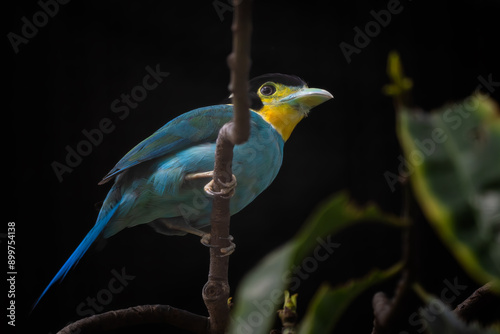 Long-tailed Broadbill - Psarisomus dalhousiae, beautiful colored perching bird from Asian broad-leaved evergreen forests, Borneo, Malaysia. photo