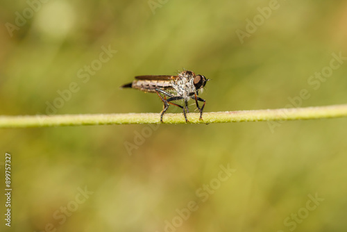 Vue macro d'un Machime à poils sur une tige de plante photo