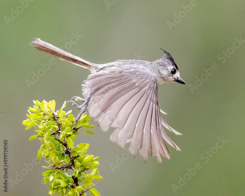 Black-crested Titmouse or Mexican Titmouse (Baeolophus atricristatus) taking flight, South Texas, Rio Grand Valley, USA, North America  photo