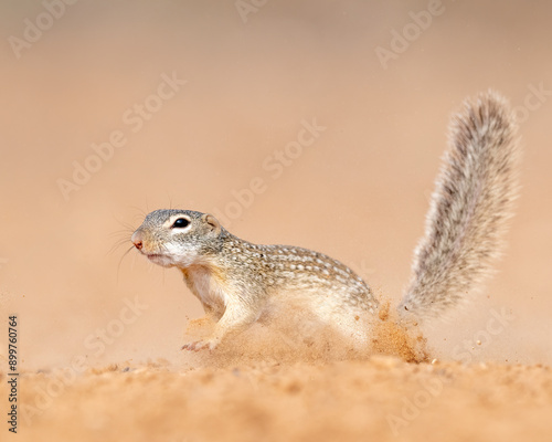 Mexican Ground Squirrel (Ictidomys mexicanus) Rio Grande Valley, Texas, North America, USA