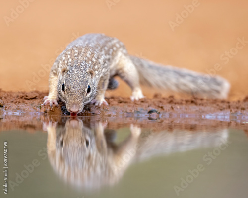 Mexican Ground Squirrel (Ictidomys mexicanus) Rio Grande Valley, Texas, North America, USA