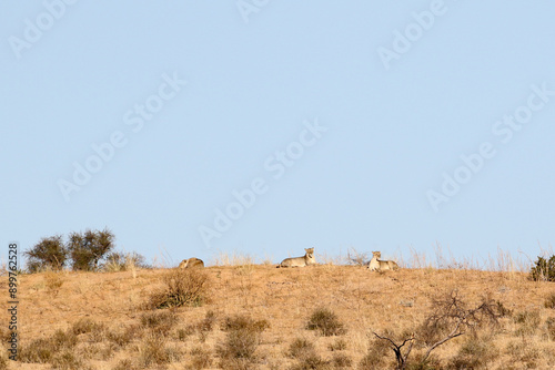 Lions (Panthera leo) lying on top of a Kalahari dune in Kgalagadi Park, South Africa