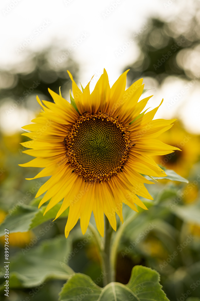 Naklejka premium A large sunflower flower. A field with sunflowers. Blossoming field