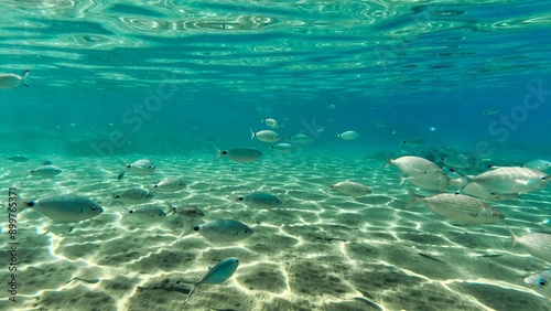 Crete autumn 2023 southern coast underwater world