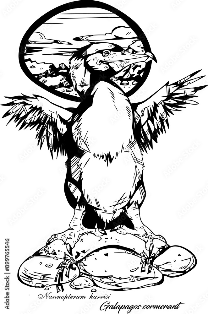 Fototapeta premium Galapagos Cormorant 