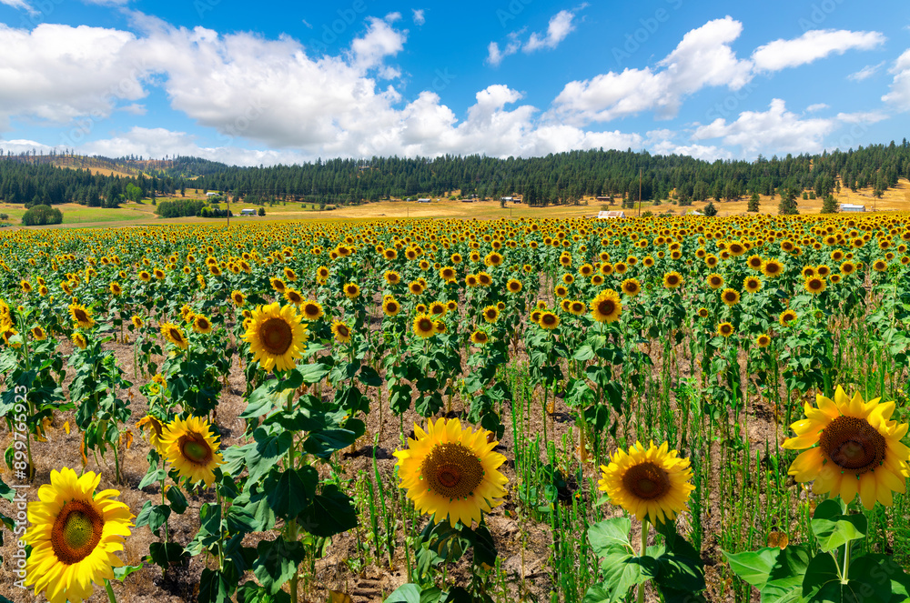 Obraz premium Summer day view of a large field of sunflowers and ranch homes on acreage in the rural hills and countryside of Spokane, Washington USA.