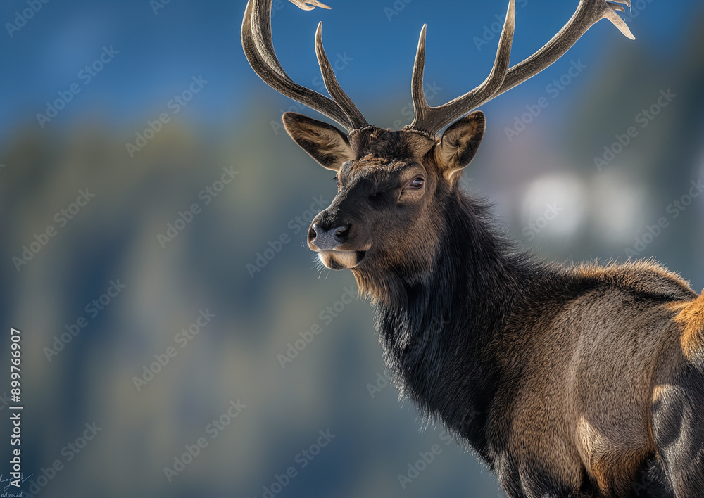Majestic elk with antlers in the mountains, a true wildlife portrait in beautiful nature Majestic elk with antlers in the mountains, a true wildlife portrait in beautiful nature