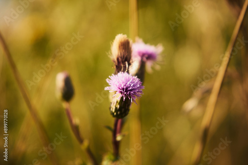 chaber driakiewnik, centaurea scabiosa l.