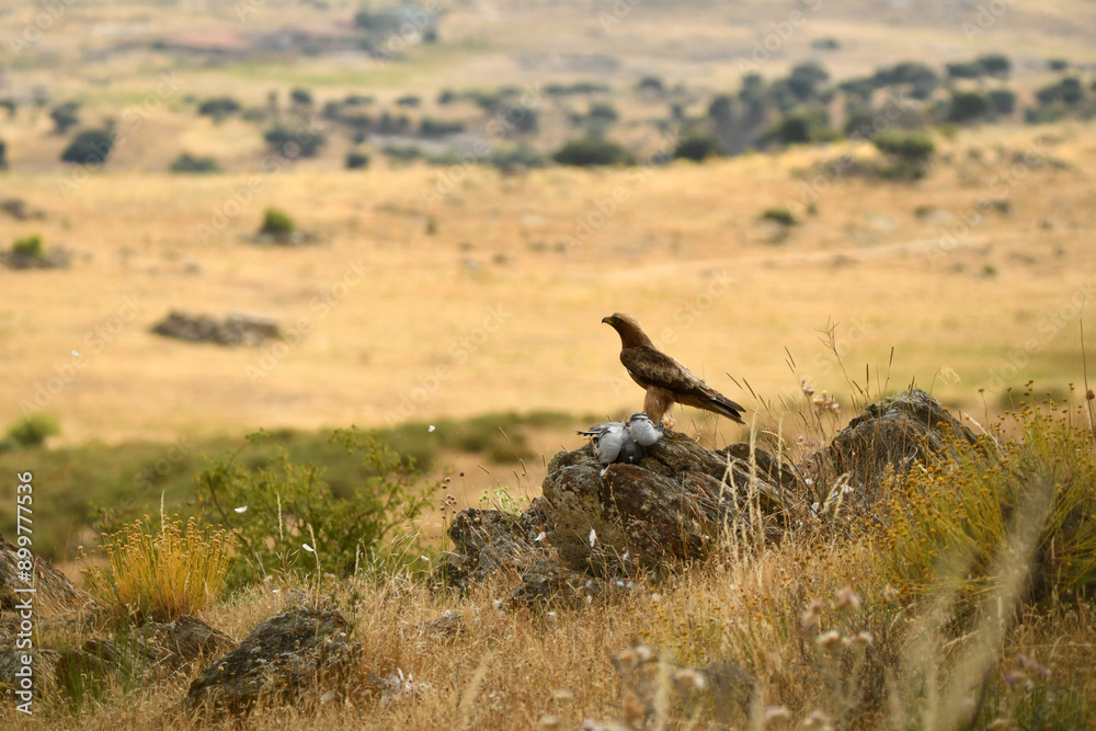 rapaces con presas en el campo rapaces con presas en el campo