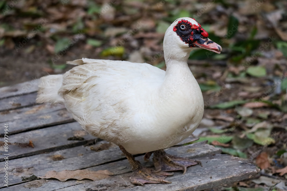 The white duck is live at farm The white duck is live at farm