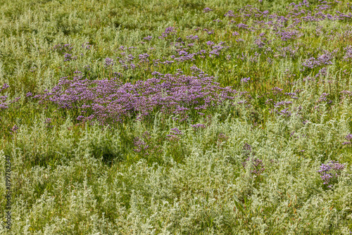 Mediterranean sea lavender (Limonium vulgare) and sea purslane (Halimione portulacoides) in Nature reserve De Slufter at wadden island Texel in The Netherlands. photo