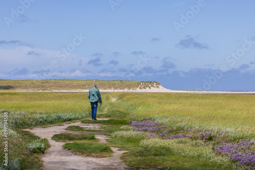 Senior man walking in nature reserve De Slufter at wadden island Texel in The Netherlands with purple colors of the Mediterranean sea lavender (Limonium vulgare) photo